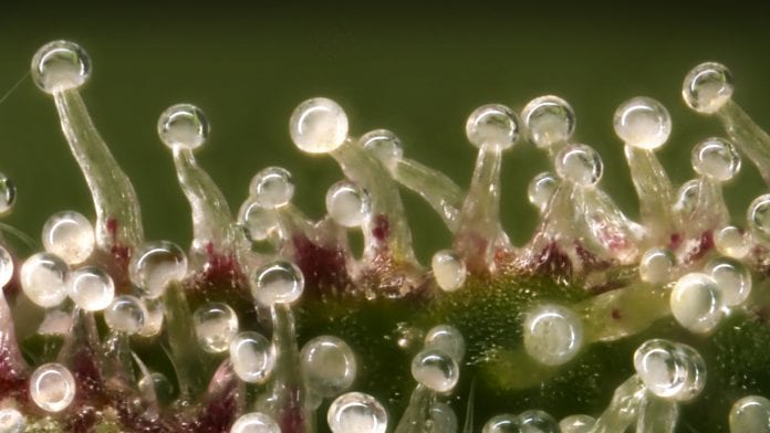 Chemical factories: cannabis trichomes under the microscope