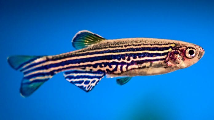 How the zebrafish is helping scientists repair the heart after a heart attack