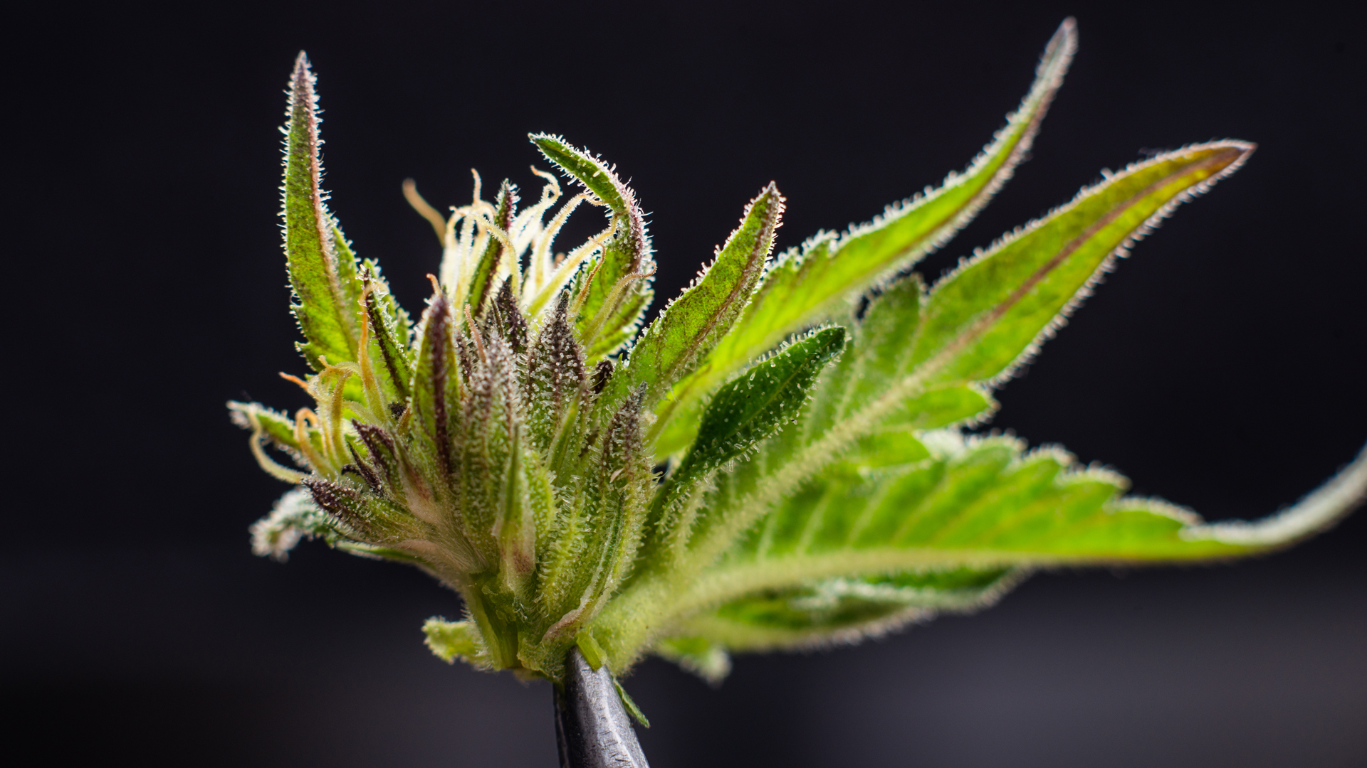 Partnership for new drugs derived from cannabis to prevent vision loss