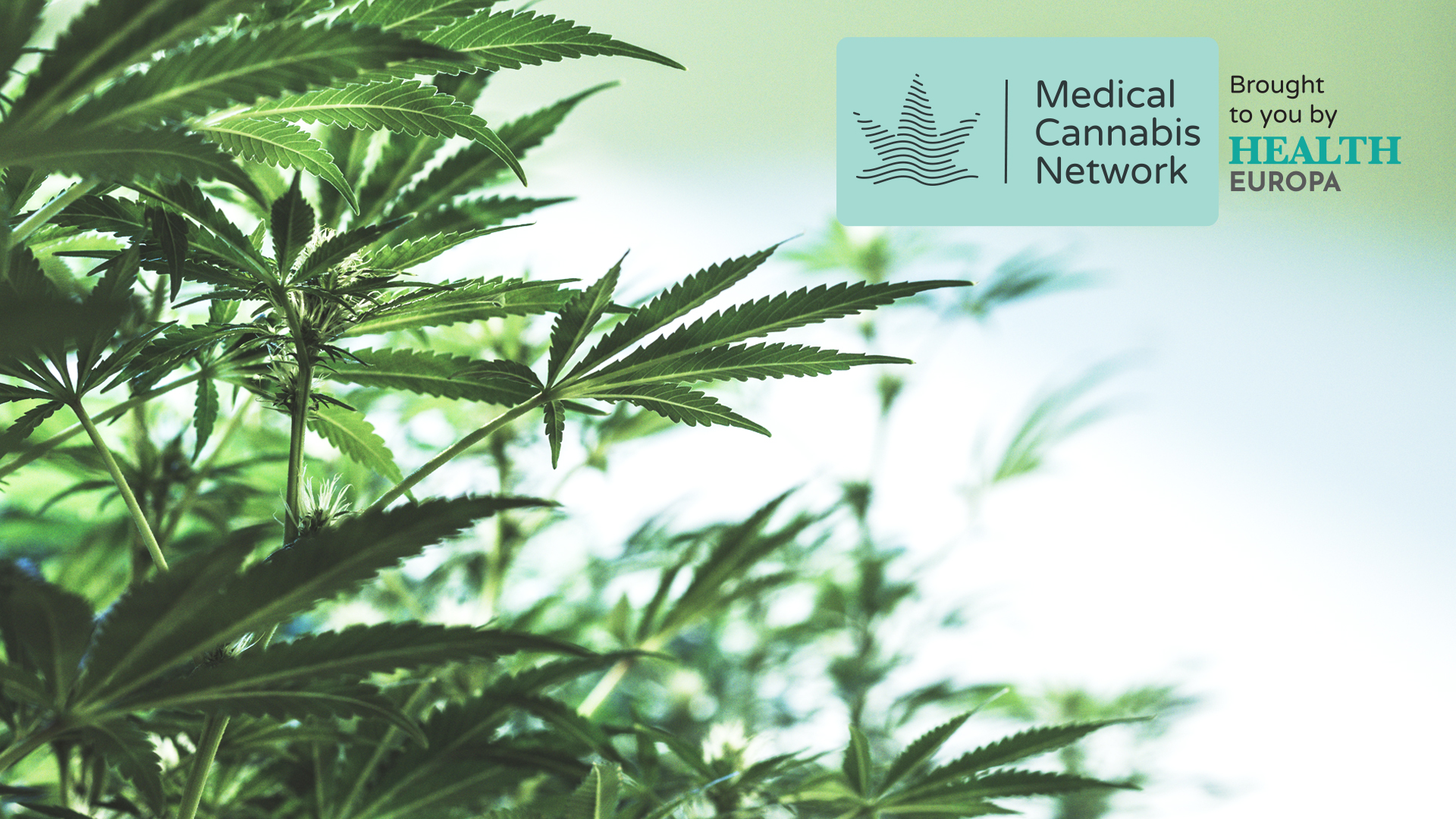 Introducing the Medical Cannabis Network Editorial Advisory Board