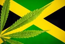 Jamaica helps illegal cultivators into legal cannabis industry Jamaica helps illegal cultivators into legal cannabis industry