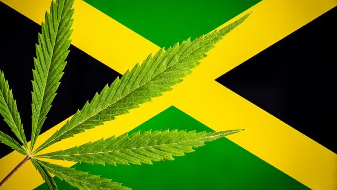 Jamaica helps illegal cultivators into legal cannabis industry