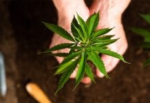 Crop17: estate agent Savills to help British farmers grow medical cannabis