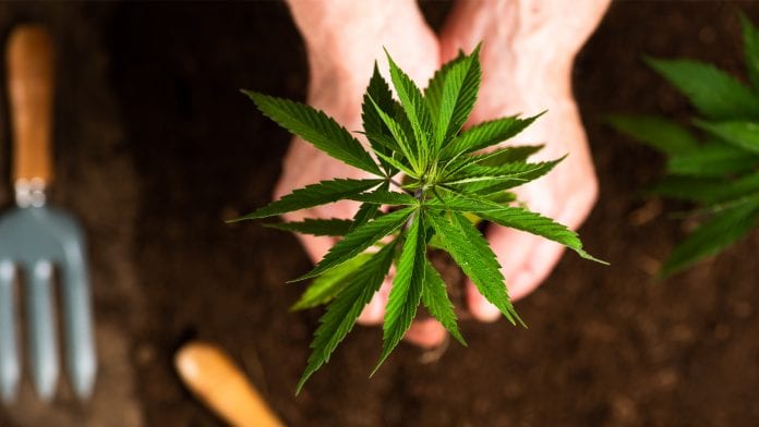 Crop17: estate agent Savills to help British farmers grow medical cannabis
