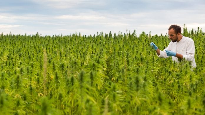 A new ‘hemp scanner’ determines level of THC in cannabis plants
