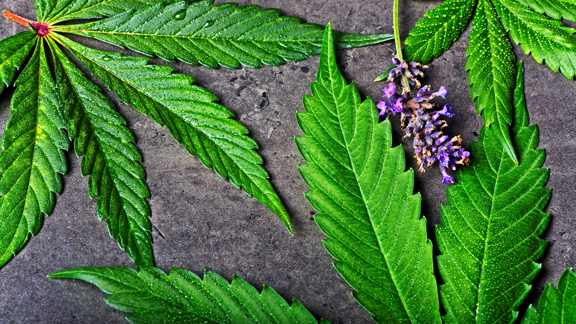 Cannabis extraction: preserving the natural cannabis terpenes