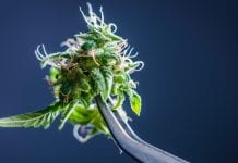 New cannabis research partnership to look at cannabis for medical use