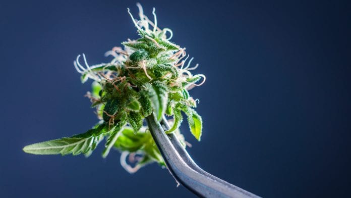 New cannabis research partnership to look at cannabis for medical use