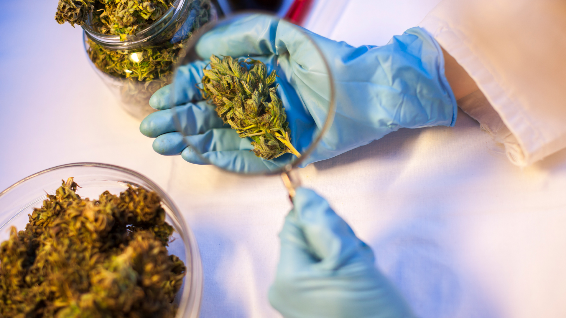 The Global Cannabis Research Summit: gathering the science community