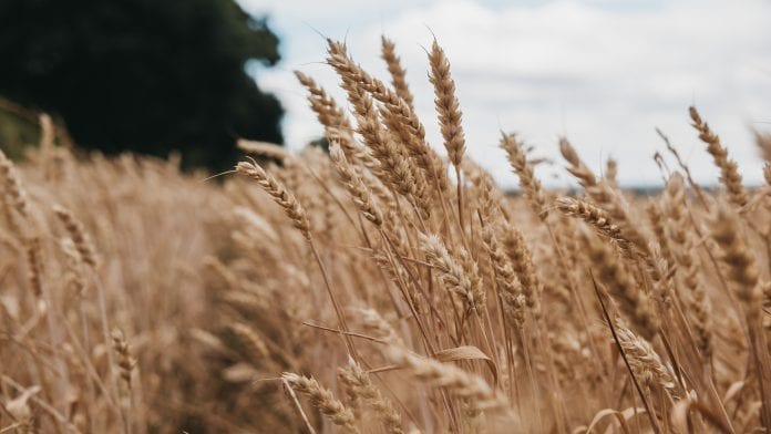 Wheat field