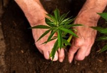 Initiative launched to help small farmers into cannabis cultivation