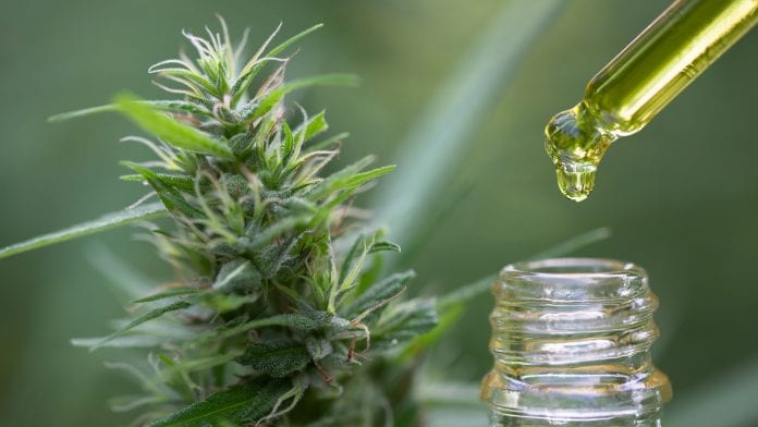 iStock-Tinnakorn Jorruang CBD education: 71% of Brits do not know if CBD has drug-like effects