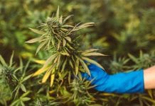 Research to look at cannabis landraces for treating gastrointestinal cancers