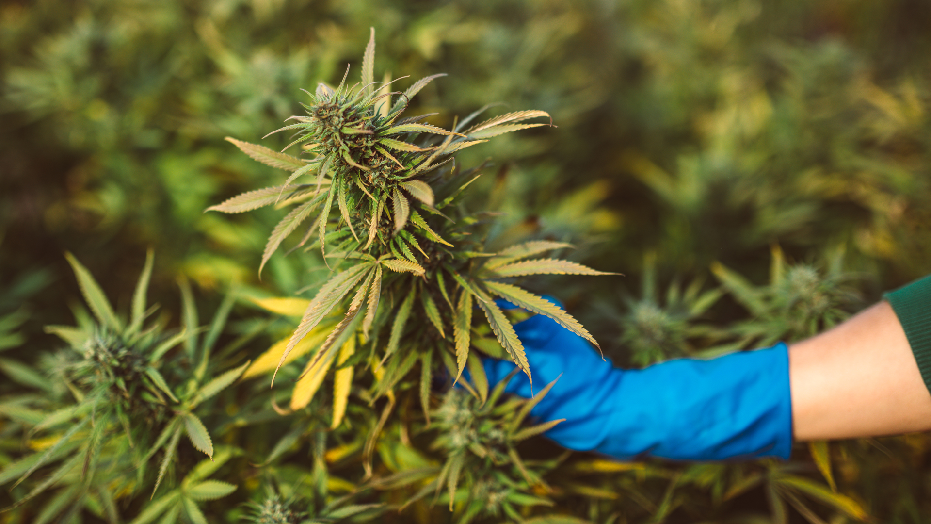 Research to look at cannabis landraces for treating gastrointestinal cancers