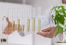 Study reveals difference between labelled and actual CBD potency