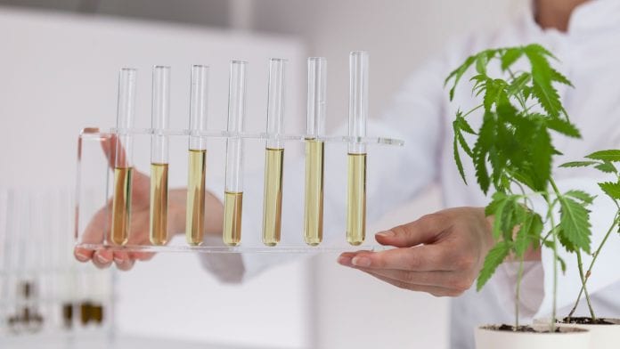 Study reveals difference between labelled and actual CBD potency