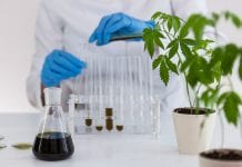 Cannabis testing: PhytoSciences Consultants introduce their services