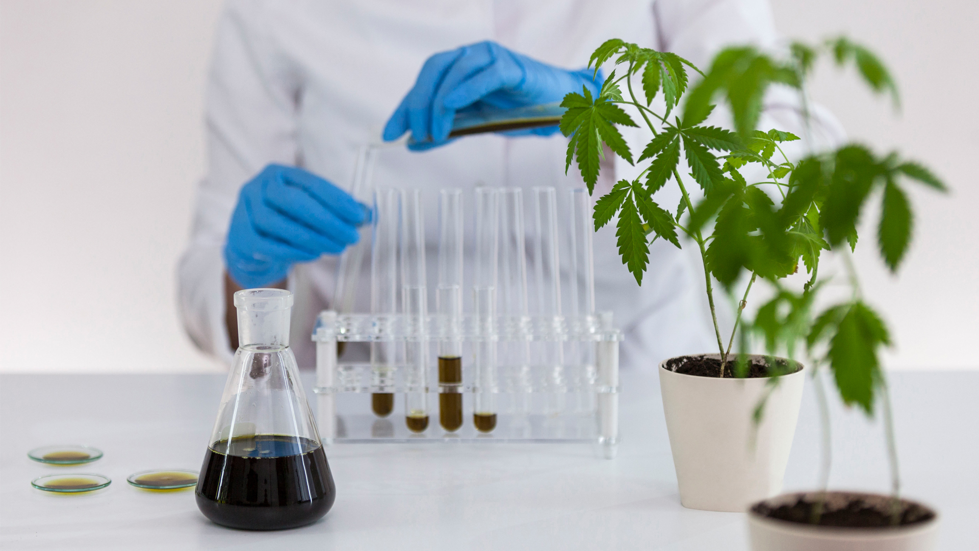 Cannabis testing PhytoSciences Consultants introduce their services