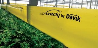 Davik: carrying innovation into the cannabis industry