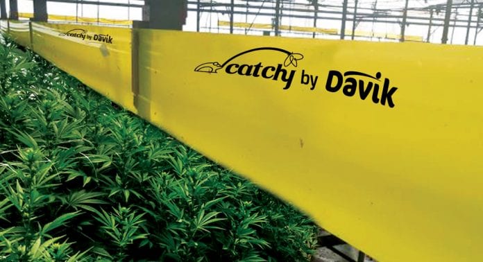 Davik: carrying innovation into the cannabis industry