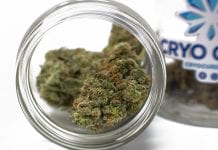 Cryo Cure: perfecting the cannabis drying and curing process