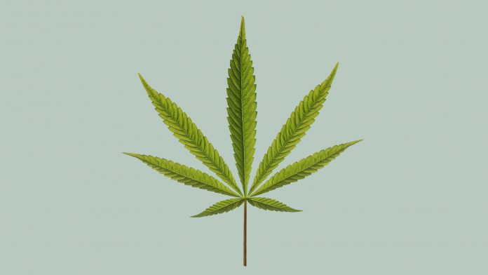 © iStock/GeorgePeters New trade association launched to lead CBD industry regulation