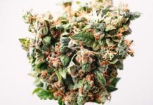 First study to look at the use of cannabinoids for treating acute pain