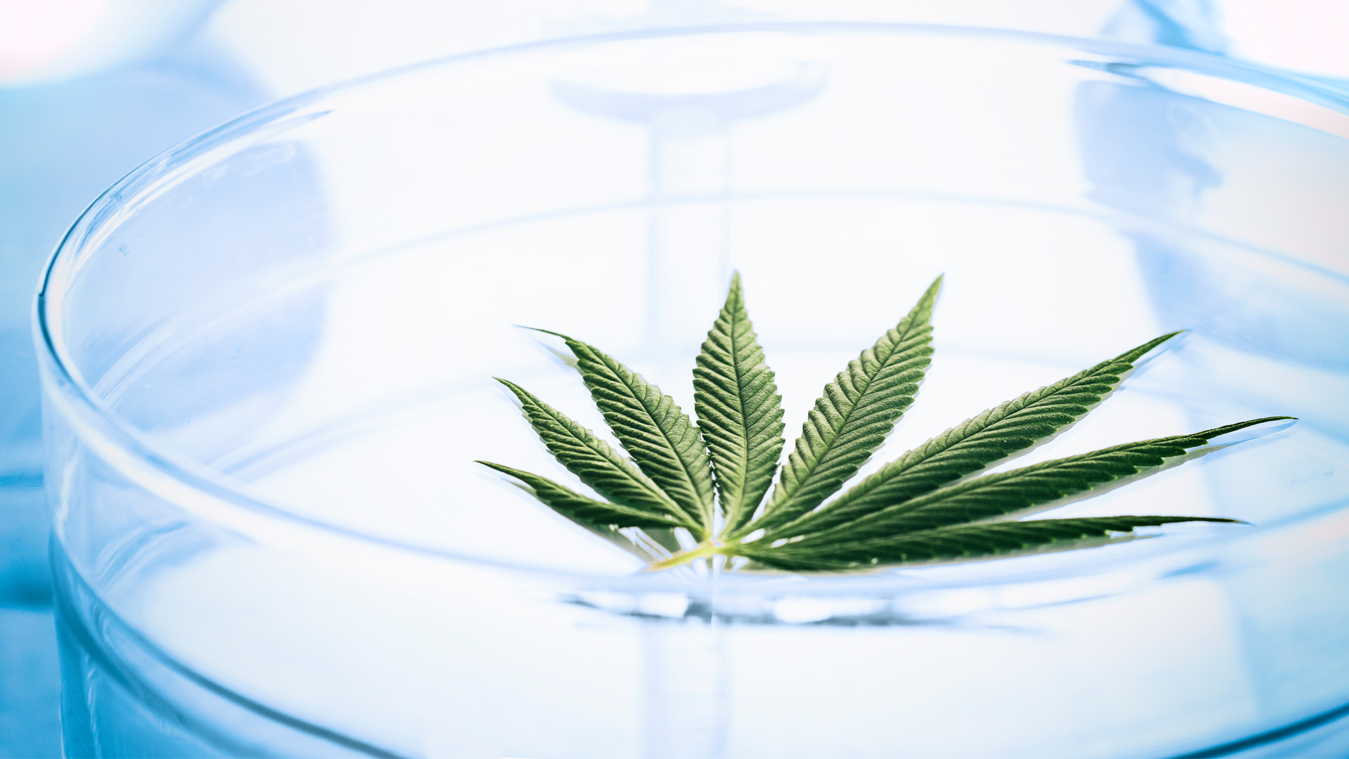 Malta Enterprise announces first Malta Medical Cannabis Symposium