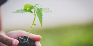Symtomax: poised for a head start in the European cannabis market