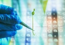 Mapping the cannabis genome: developing a genetic blueprint for breeding