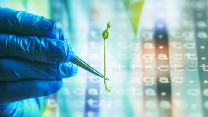 Mapping the cannabis genome: developing a genetic blueprint for breeding