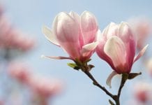 Could the ancient remedy of magnolia bark treat drug-resistant epilepsy?