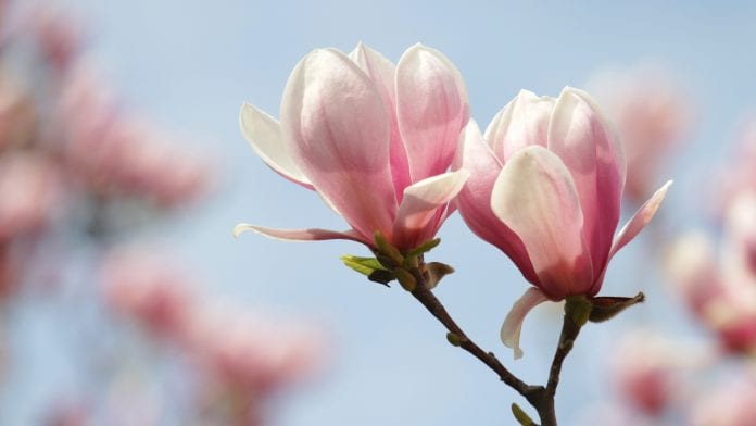 Could the ancient remedy of magnolia bark treat drug-resistant epilepsy?
