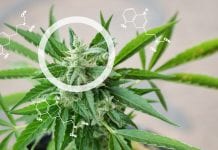 Leafcann: common misconceptions about cannabis