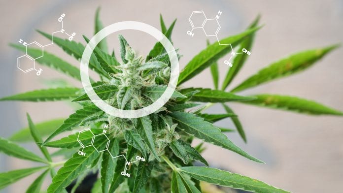 iStock-supawat bursuk Leafcann: common misconceptions about cannabis