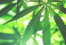 Medicaleaf: the clarion call for wellness from nature Medicaleaf: the clarion call for wellness from nature