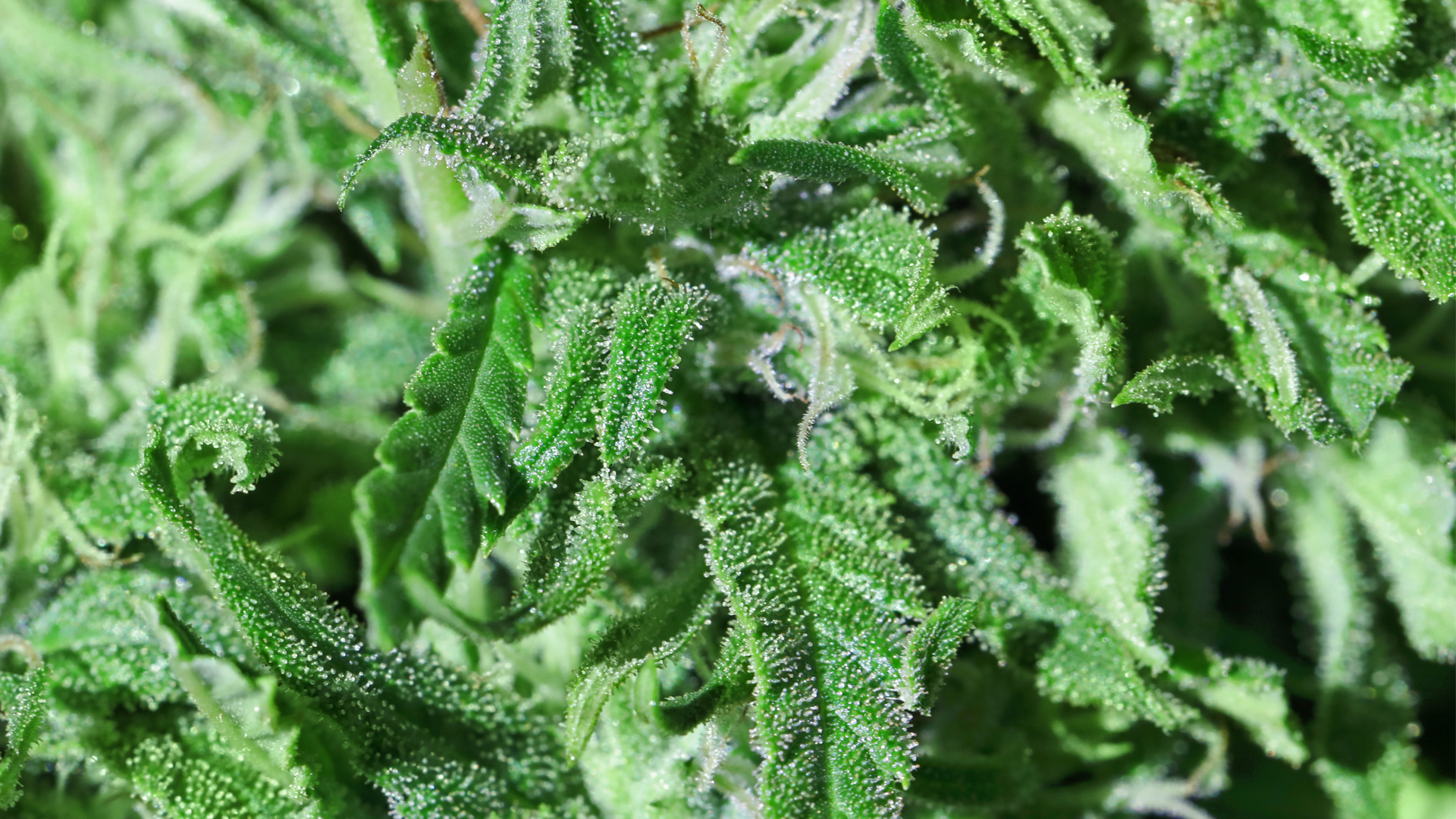 Symtomax: what’s the next step for medical cannabis innovation?