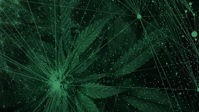 CBD Export Global: streamlining global cannabis