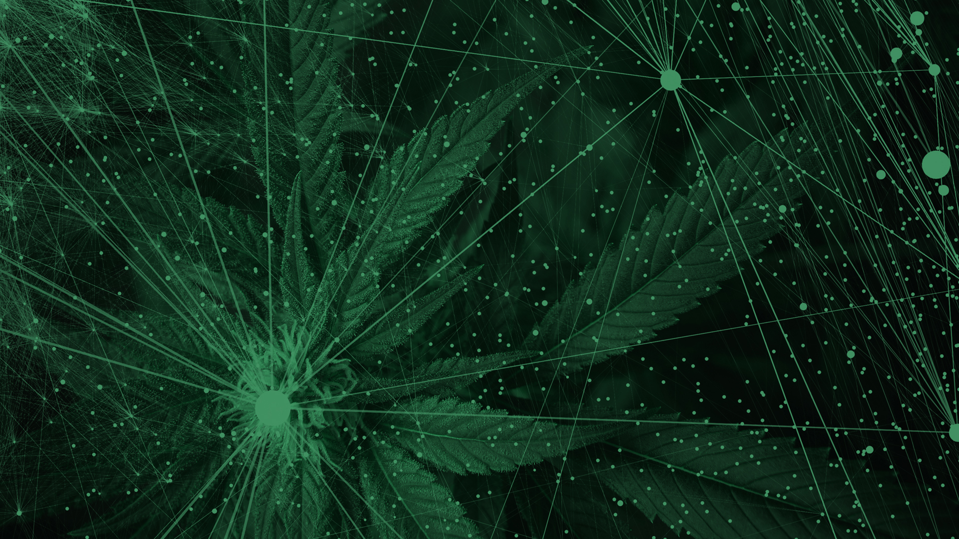 CBD Export Global: streamlining global cannabis