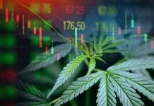 Garnier & Co investing in cannabis: driving the growth of Europe’s industry