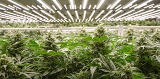 urban-gro: cannabis cultivation space programming