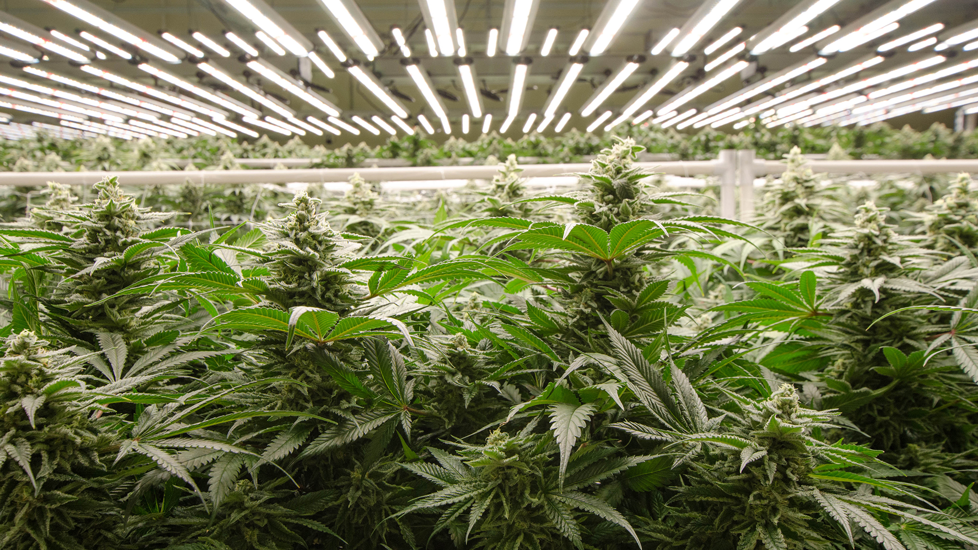 urban-gro: cannabis cultivation space programming