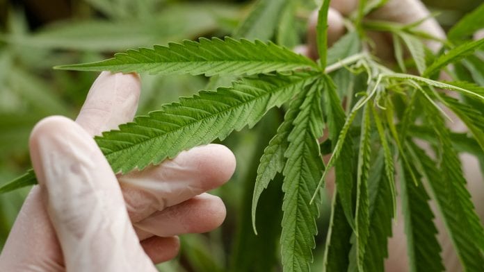 © iStock/piyaset Professor David Finn discusses cannabinoids in the treatment of pain
