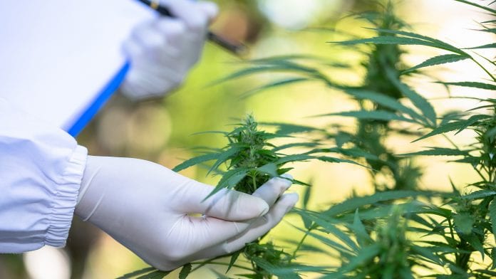 Khiron launches online cannabis course with Latin American university