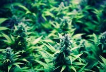 Could cannabis terpene formulation treat COVID-19?
