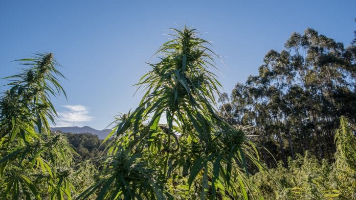 Australia’s growing industrial hemp industry