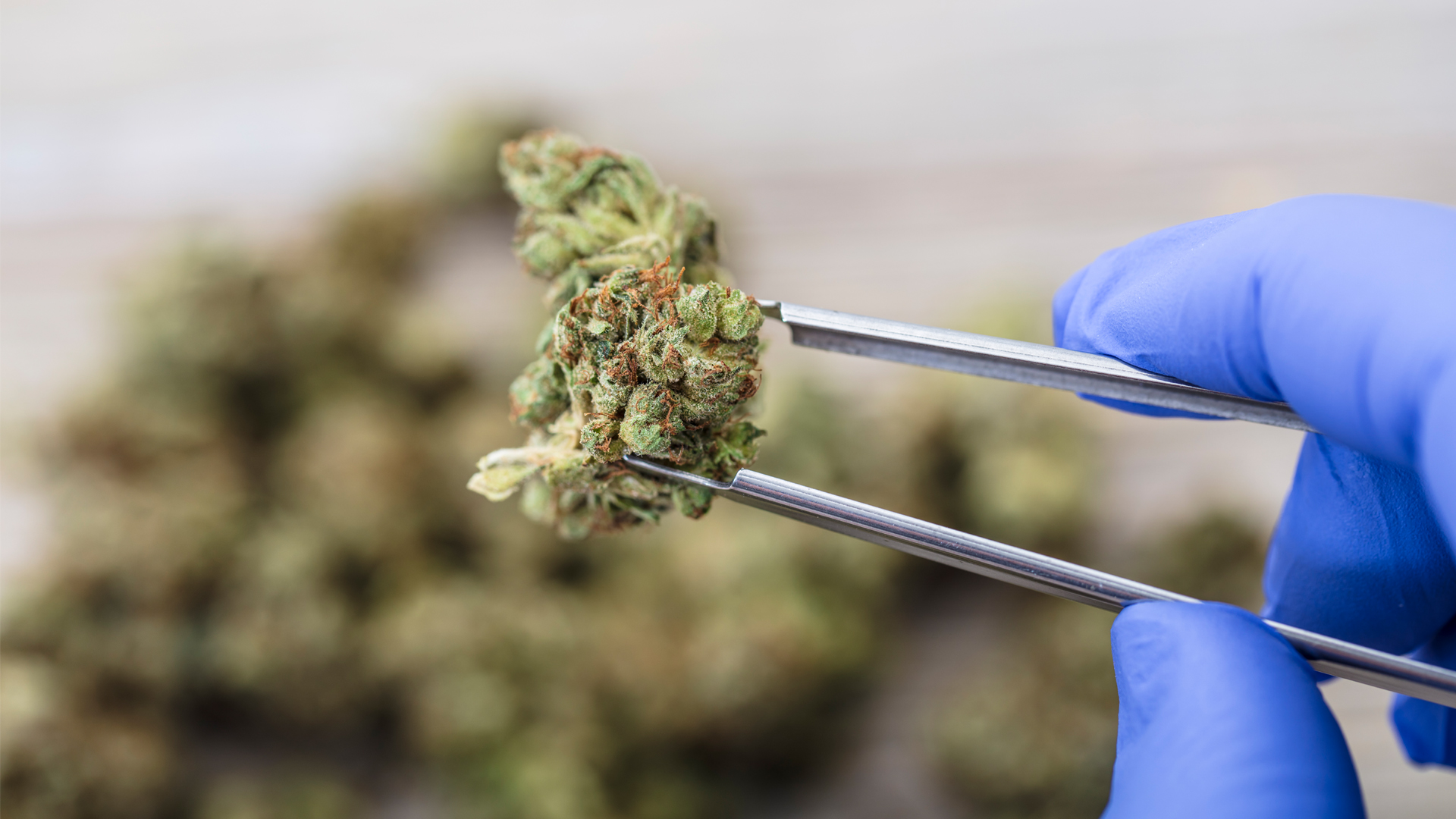 New study to look at impact of COVID-19 on cannabis patients