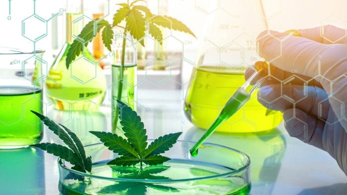 NCCIH Deputy Director on cannabis research, safety concerns and policy