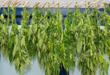 An overview of the cannabis drying and curing process