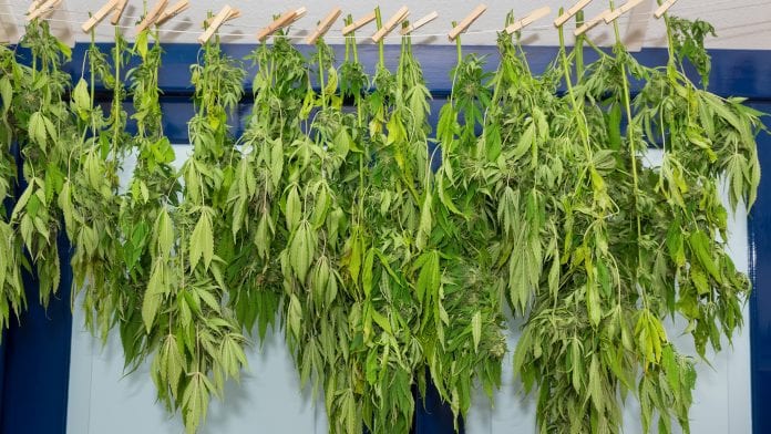 An overview of the cannabis drying and curing process